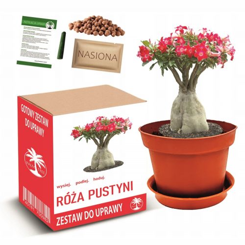  DESERT ROSE комплект за отглеждане на бонсай с цветя