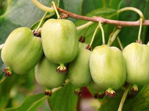  МИНИ КИВИ Actinidia ISSAI Самоопрашващ се Хермафродит ХИТ