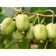  МИНИ КИВИ Actinidia ISSAI Самоопрашващ се Хермафродит ХИТ