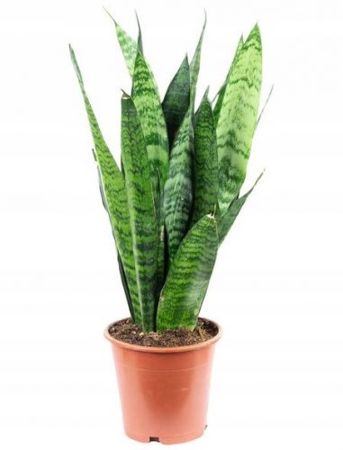  Sansevieria Zeylanica Sansevieria Змийско растение