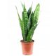  Sansevieria Zeylanica Sansevieria Змийско растение