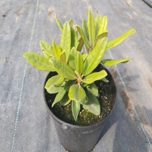  HELLIKKI рододендрон - Rhododendron 2L