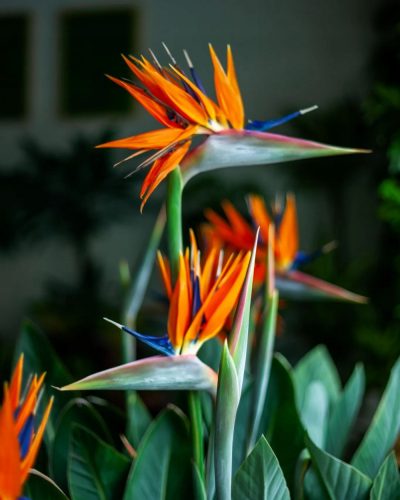  Стрелиция Регина Strelitzia reginae D12см.