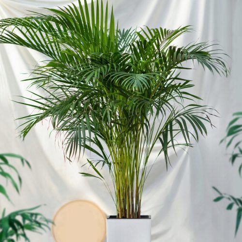  Areca areca - dypsis lutescens ЗЕЛЕНА ПАЛМА XL