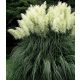  Pampas Grass Witte Pluim 2L WHITE PLUME