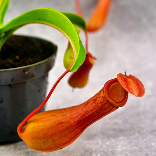  Nepenthes alata крилат непентес D9cm