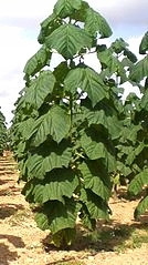  Paulownia ShanTong Oxygen tree 100 сем