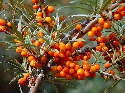  P9 МОРСКА КУКА HIPPOPHAE RHAMNOIDES 20-30 C