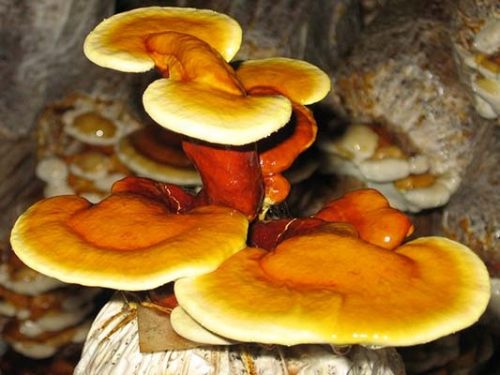 Мицел и микориза - РЕЙШИ Ganoderma lucidum готов субстрат 3кг ГЪБИ