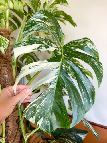  Monstera Variegata|РАСТЕНИЯ ЗА РЕЗЕН РАЗСЪВ