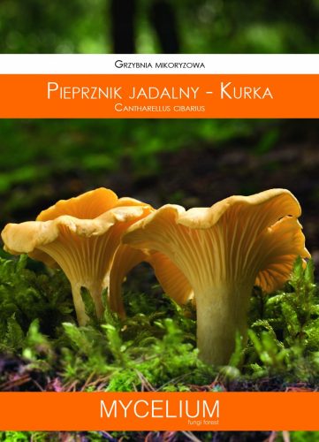  Мицел Chanterelle mycorrhiza