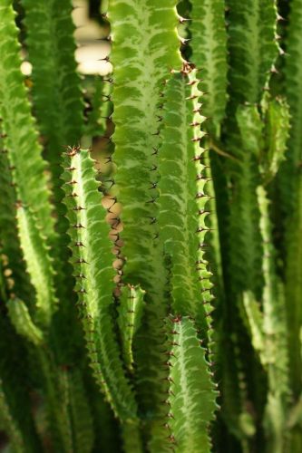  Euphorbia Trigona Триребра сперма