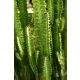  Euphorbia Trigona Триребра сперма