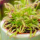  Разсад Drosera capensis в контейнер 0,5 л