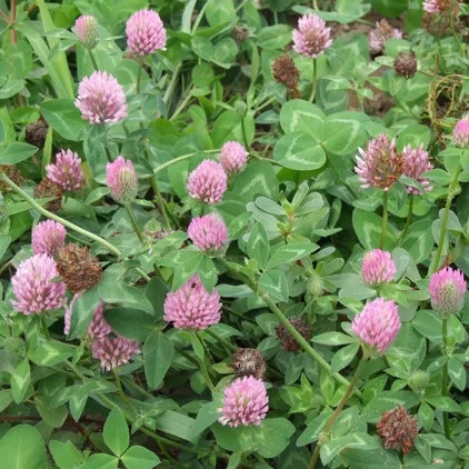  ДЕТЕЛИНА ЛИВАДНА Trifolium pratense КВАЛИФИКАЦИЯ 1кг