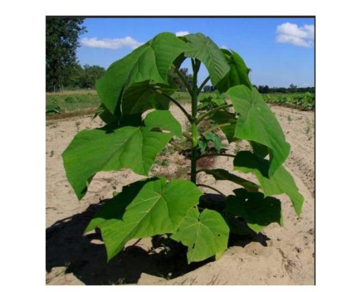 PAULOWNIA OXYGEN TREE НАЙ-БЪРЗО РАСТЕЩИ РАЗСЕДКИ РАЗСЕДКИ