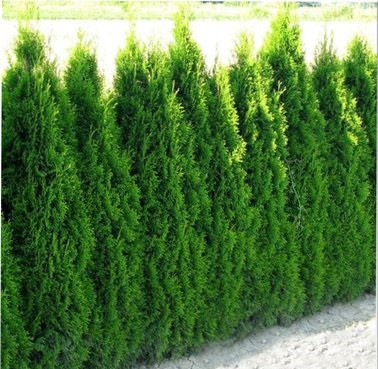  Thuja Emerald - Туя смарагд 40/60см 100 бр