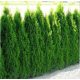  Thuja Emerald - Туя смарагд 40/60см 100 бр