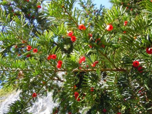  Тис обикновен Taxus Baccata 15/30см пакет 100 бр