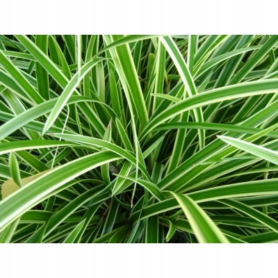  Палмова острица Carex 'Variegata' EVERGREEN 1708