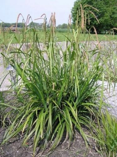  Carex pendula острица