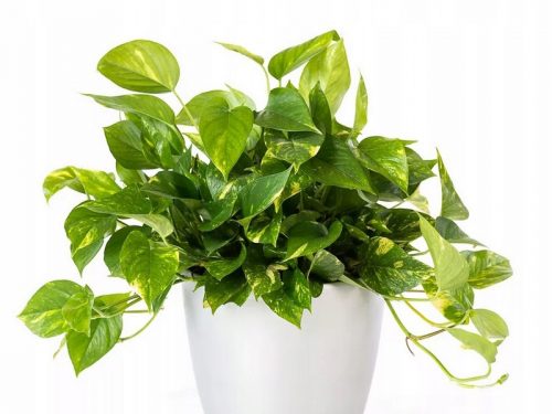  EPIPREMNUM AUREUM Стайно растение Голям разсад P12