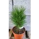  Green Tower Pine Pinus nigra