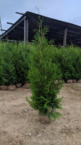  Thuja BRABANT Thuja Brabant 180-220см Разсад за дърво БЕЗПЛАТНА ДОСТАВКА