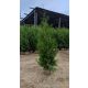  Thuja BRABANT Thuja Brabant 180-220см Разсад за дърво БЕЗПЛАТНА ДОСТАВКА