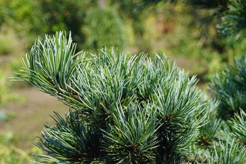  Дребнолистен бор NEGISHI Pinus parviflora МРАЗОУСТОЙЧИВ РАЗСАД 100см