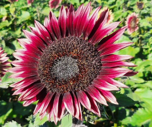  Слънчогледови семки Декоративен слънчоглед CHERRY QUEEN - Червен (Helianthus Annuus)