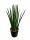  Сансевиерия цилиндрична (Sansevieria cylindrica) 40 см