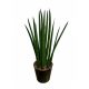  Сансевиерия цилиндрична (Sansevieria cylindrica) 40 см