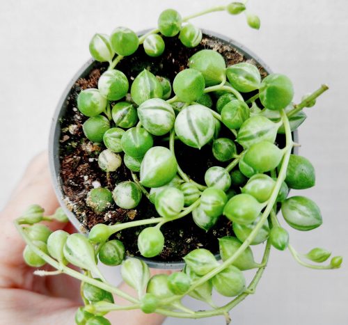  SENECIO ROWLEYANUS 'VARIEGATA' OLD MAN ROWLEY вкоренен разсад