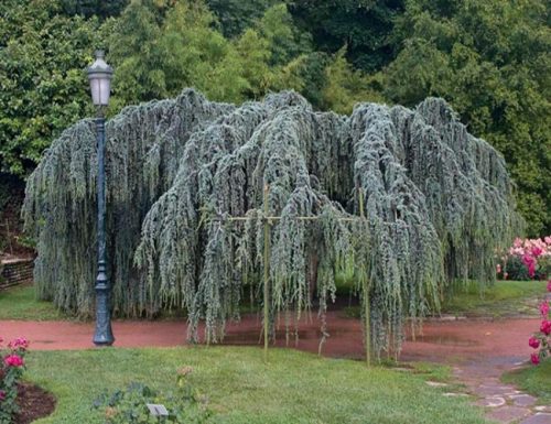  Ливански кедър Glauca Pendula 80-100см 4л