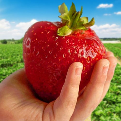  Горски ягоди и ягоди STRAWBERRY GIANT MEGA LARGE FRUIT 10 БР. ЯГОДИ РАЗСЕДКИ FRIGO BIG CROP ЛЕСЕН ЗА ОТГЛЕЖДАНЕ разсад на гол корен 15-30 cm