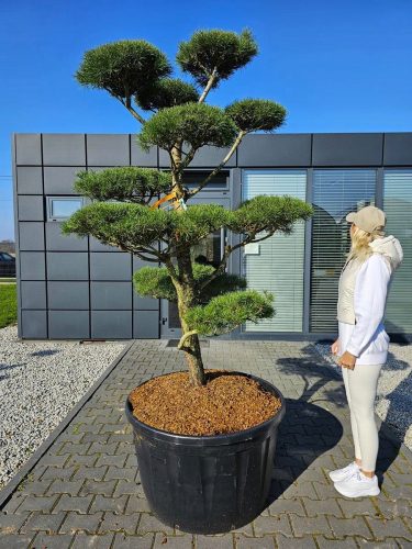  ОТЛИВАН ГРАДИНСКИ БОНСАИ NIWAKI PINUS SYLWESTRIS PINE JB47695 ИГЛОЛИСТ