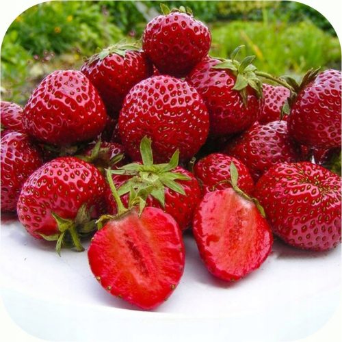  Горски ягоди и ягоди HONEOYE DESSERT STRAWBERRY VERY EARLY FRIGO STRAWBERRY РАЗСЪДКИ 10 БР. Разсад на гол корен 10-30 см