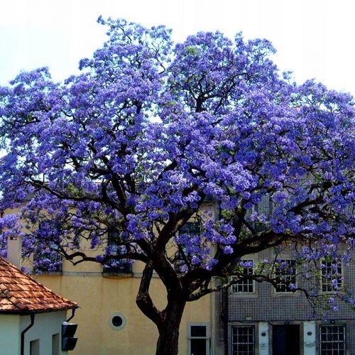  OXYTREE PAULOWNIA Shan Tong Hybrid СИНЯ ИМПЕРИАЛНО ДЪРВО НА ЩАСТИЕТО