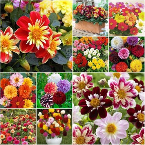  DALIA SEED COLLECTION комплект от 6 опаковки