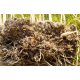  Miscanthus Giant rhizoma разсад трева XXL 10 бр