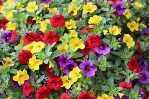  Пакет Surfinia 4x Surfinia Petunia Calibrachoa Million Bells