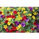  Пакет Surfinia 4x Surfinia Petunia Calibrachoa Million Bells