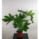  Японска фатсия Fatsia japonica 65-75см