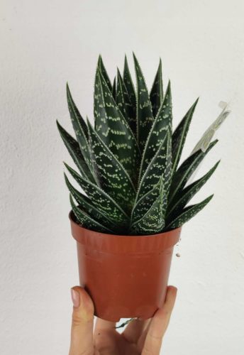  Алое Aloe aristata Tiki Tahi 17см