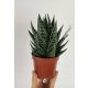  Алое Aloe aristata Tiki Tahi 17см