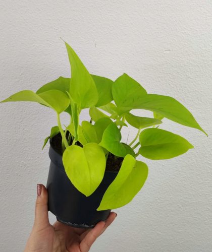  Epipremnum Golden Pothos 20 см