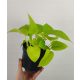  Epipremnum Golden Pothos 20 см