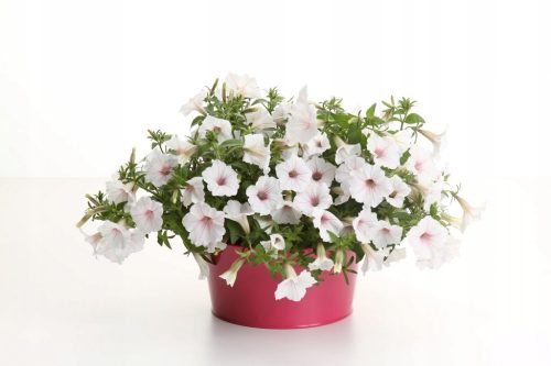  Петунии Supertunia VISTA SILVERBERRY P7 - 6 бр