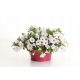  Петунии Supertunia VISTA SILVERBERRY P7 - 6 бр